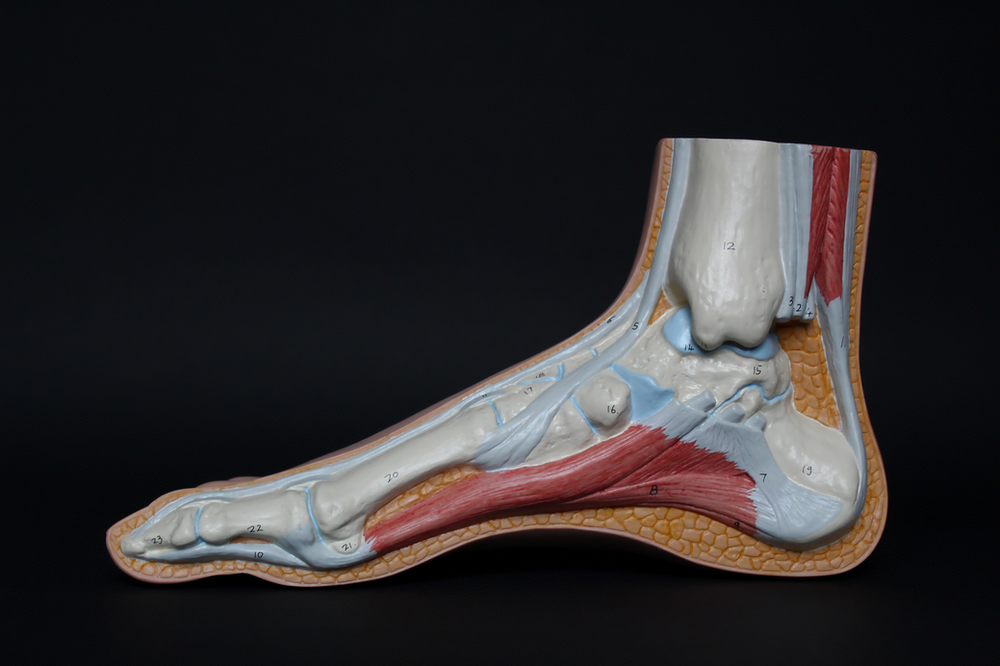 plantar fascia